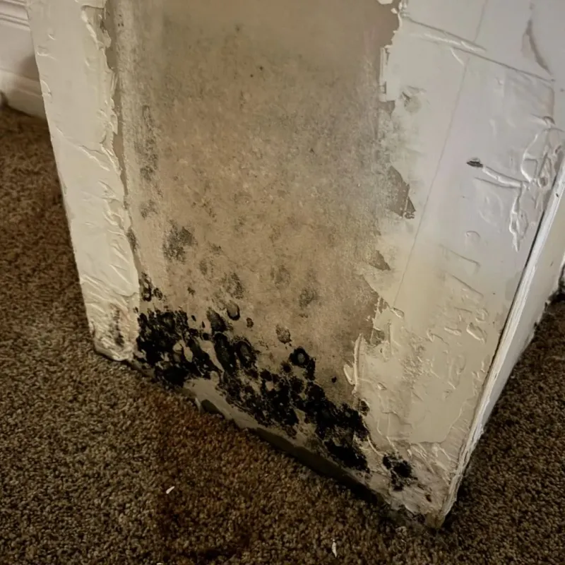 Professional Mold Removal in Archer City, TX